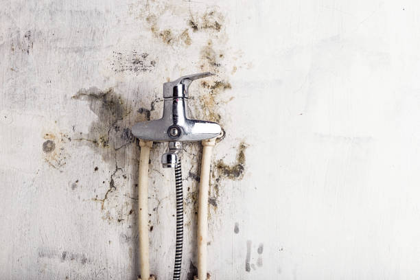 Best Mold Removal Specialists  in Morton, WA