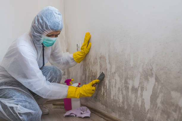 Best Best Mold Removal Companies  in Morton, WA