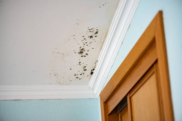 Best Local Mold Removal Service  in Morton, WA