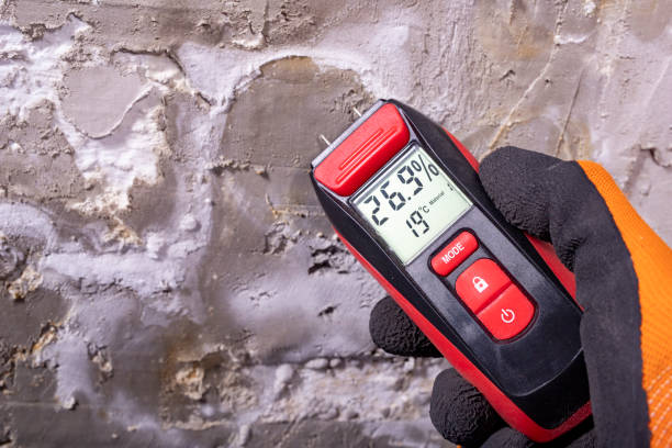Best Attic Mold Removal  in Morton, WA