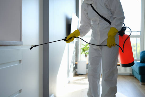 Best Mold Remediation  in Morton, WA