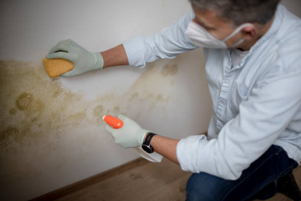 Mold Removal Process in Morton, WA