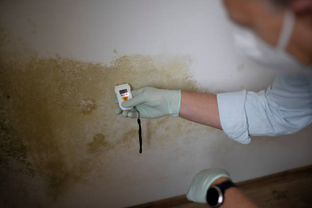 Best Mold Removal Specialists  in Morton, WA