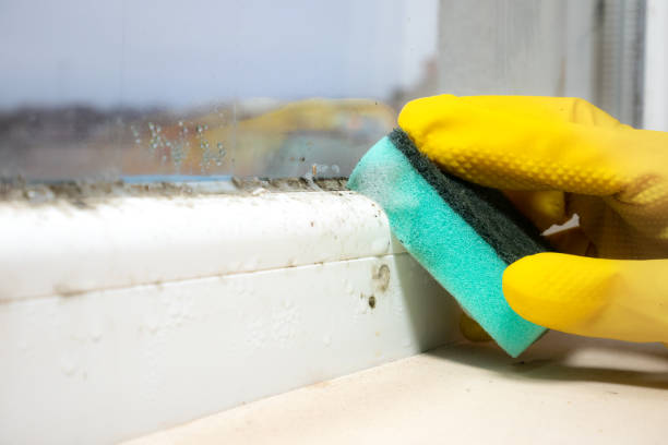Best Mold Testing  in Morton, WA