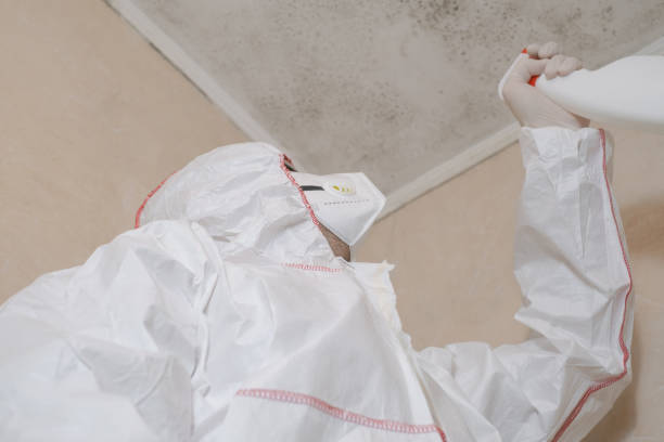 Best Black Mold Removal  in Morton, WA