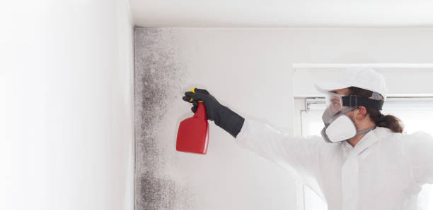 Reliable Morton, WA Mold Removal Solutions