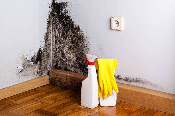 Best Fast Mold Removal  in Morton, WA