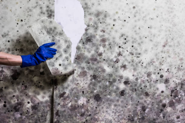 Best Mold Cleaning Services  in Morton, WA